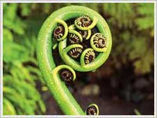Manufacturers Exporters and Wholesale Suppliers of Hotel Nettle fern Silguri West Bengal
